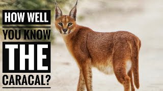 Caracal  Description Characteristics and Facts [upl. by Leff196]