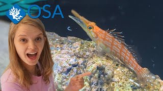 AMAZING Longnose Hawkfish  with Salty Ali [upl. by Griswold]