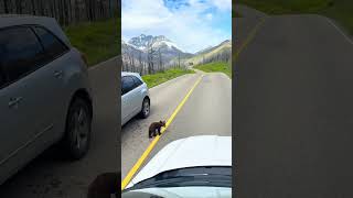 Curious bear cub wonders under womans car on the road [upl. by Ennahtebazile]