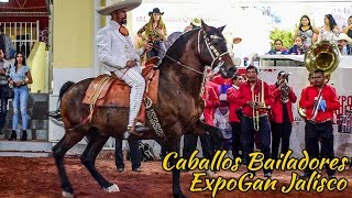 Caballos Bailadores en la EXPOGAN JALISCO Caballos y Mas [upl. by Yahiya]