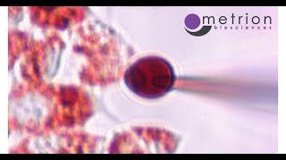 Demonstration of EndoLysosomal Patch Clamp Technique [upl. by Idnil644]