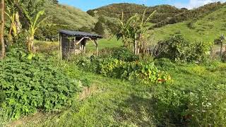 Te Araroa Day 14  Paihia to The Farm [upl. by Livvyy474]