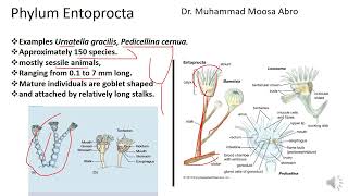 Phylum Entoprocta [upl. by Izmar]