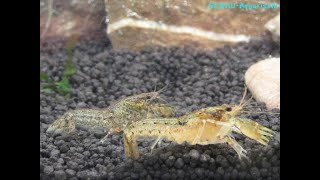 cambarellus diminutus zwergkrebs dwarf crayfish [upl. by Johnath150]