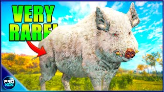 Albino Wild Boar  Visiting the Best Hotspots on Hirschfelden  theHunter Call of the Wild [upl. by Laufer927]