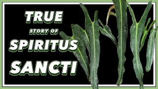 The DRAMA Filled Past of Philodendron Spiritus Sancti  Pretty in Green Documentary [upl. by Maris]