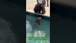 Beaver  The little Engineer beavers shorts yoitubeshorts viralvideo fyp animals wildlife [upl. by Huskey319]