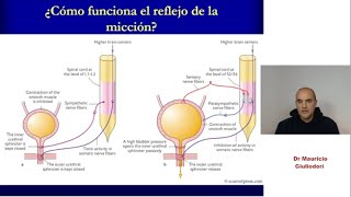 Fisiología renal reflejo de micción rápido y sencillo [upl. by Lidda]