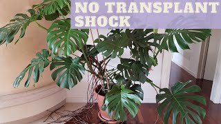 Repot It RIGHT  How to Repot Monstera Deliciosa aka Swiss Cheese Plant [upl. by Dituri]