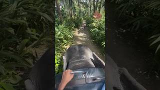 Elephant Safari Thekkady shortfeed ytshorts shortsvideo elephant viralelephant [upl. by Llertnek]