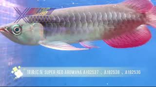 éˇ¶çş§çş˘éľ™ Super Red ArowanaďĽScleropages formosusďĽ‰ [upl. by Sdlonyer]