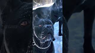 dog rottweiler rotwelier dogowner rotwiler petowner pitbull welltrainedrottweiker doglover [upl. by Darooge163]