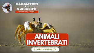 Animali Invertebrati  Per bambini della scuola elementare [upl. by Aeikan]