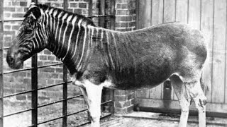 Extinct Quagga real sound [upl. by Lionel938]