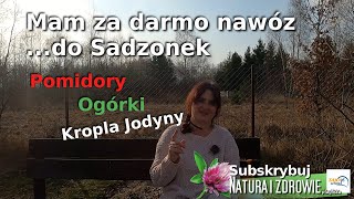 Tani nawóz i oprysk z jodyny dla sadzonek pomidorów ogórków krzewów Sposób na pasożyty i mączniaka [upl. by Nort428]