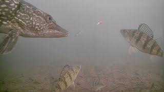 Early Ice Perch Frenzy with Marcum Pursuit HD L [upl. by Hafeenah]