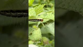 This is how caterpillars eat leaves【からむしはこのように葉を食べる】caterpillarカラムシshorts [upl. by Nnael]