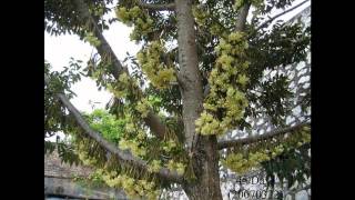 Growing of Durians HD1080p [upl. by Janel]