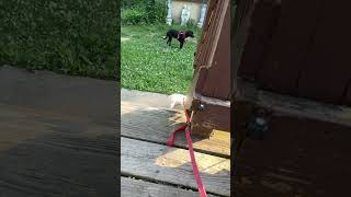 Hank the puppy is so smart learned how to… [upl. by Enailuj]