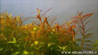 Time Lapse  Rotala Colorata growing ELOS elite [upl. by Aibos]