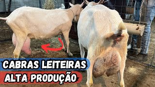 VEJA A CRIAÇÃO DE CABRAS LEITEIRAS NO TORNEIO LEITEIRO DO CAPRIL DA DONA VÂNIA sertanejo [upl. by Gorden]