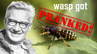 Ethologist Niko Tinbergen Pranked A Wasp for Science [upl. by Hcirteid]