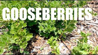 GOOSEBERRIES Everything You Need To Know [upl. by Eelyram]