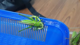 긴날개여치의 탈피부전 왕사마귀 사냥 Gampsocleis ussuriensis hunts mantis [upl. by Enilrae]