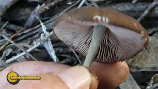 Pluteus cervinus [upl. by Farrish]