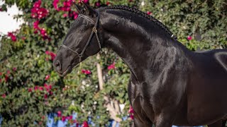 Horse for Sale  Young Black Lusitano Stallion with Charisma and Potential REF895 [upl. by Lowson]