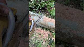 Easy method of tree Cutting 👌woodcutter wood viralvideo treecutting shorts [upl. by Alcinia]