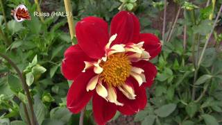 DAHLIA 2011 [upl. by Tergram]