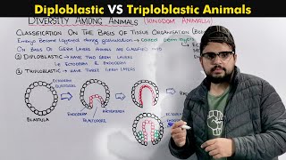 Animals embryonic body layers Germ Layers Or Classification on basis of Tissue Organization [upl. by Ing]