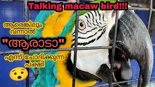 Talking Macaw in Malayalam😍 talkingbird macaw [upl. by Cirala]