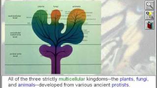 Biology The Five Kingdoms of Life The Protists [upl. by Susi]