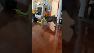 My dogs are playing Tug of War 🤣 [upl. by Eat]