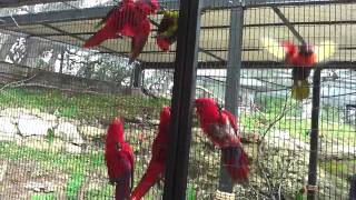 Feeding the lorikeets at SeaWorld [upl. by Bui]