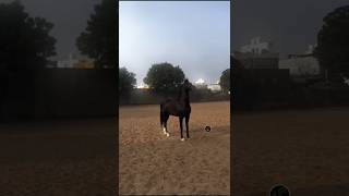 💥STALLION PARSEN💥 shortvideos youtubemarwadistallionviralvideostrendinghorseloveranimals [upl. by Eikin304]