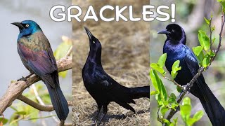 All About Grackles [upl. by Leahciam349]