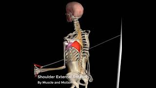 Shoulder External Rotation  3D Anatomy [upl. by Terag]