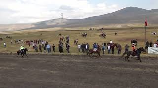 ARDAHAN DOĞU ANADOLU ŞANPİYONASI Rahvan At Yarışları 2 [upl. by Mahgem55]