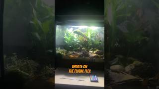 Update on the fluval flex animal terrarium plant plants diy terrariums vivarium moss [upl. by Anaoy]