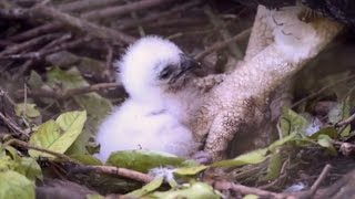 Rare harpy eagle hatches at Zoo Miami [upl. by Einreb]