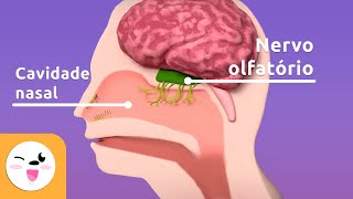 O olfato  As partes do corpo responsáveis pelo olfato  O sentido para crianças [upl. by Atilem]