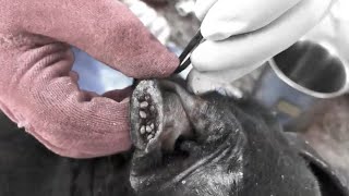 Help Poor Dog In Small Village From Many Big Ticks Removing Ticks From Pity Dog EP 73 Dogs [upl. by Harvison]