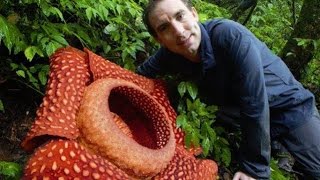 BIGGEST flower in the world Rafflesia arnoldii [upl. by Amar]