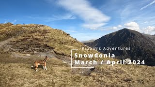 Pippins Adventures Snowdonia March  April 2024 [upl. by Ihsir634]