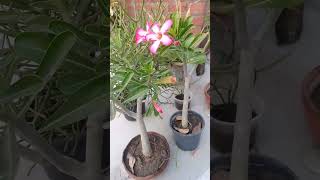 Adenium flower subscribe like terracegardenflowers [upl. by Siron289]