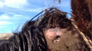 Horse Injury treatment  Mr T Head Swelling PT 2 Catching amp Doctoring  Rick Gore Horsemanship [upl. by Nij]