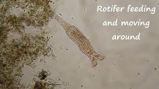 Rotifer feeding and moving around under my microscope [upl. by Areik474]